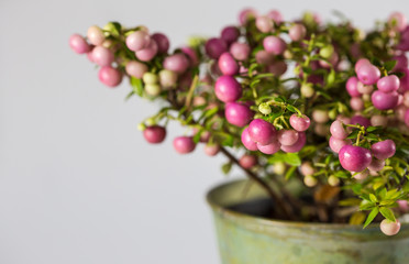 Detail of  arrangement plant in pot