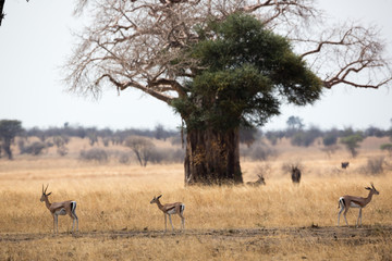 Baobabbaum in der Savanne