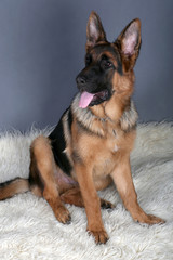 Cucciolo pastore tedesco