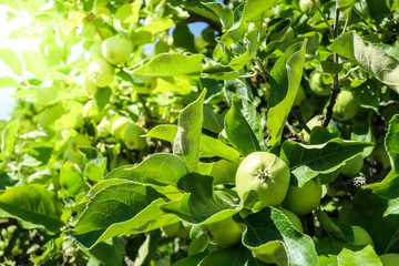 Green beautiful apple on branch in green garden. Sunny background out of focus.
