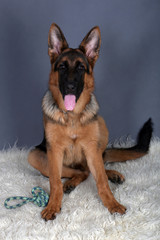 Cucciolo pastore tedesco