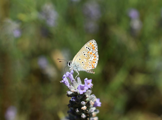 Common Blue Butterfly Polyommatus icarus