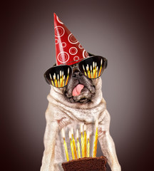 cute pug looking at a piece of birthday cake with candles on it
