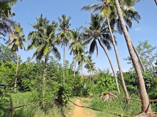 palm trees in Auroville