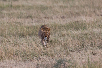 Löwe in der Serengeti