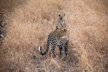 Leopardin mit Jungen - Serengeti
