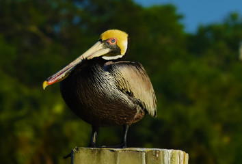 Pelican of the South Atlantic Waterways