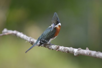 ave © estudiocreativ