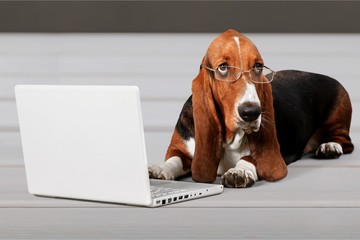 Basset Hound Using a Laptop Computer