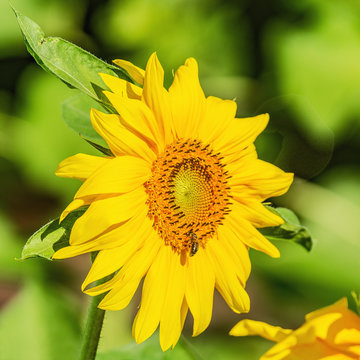 Flower of sunflower.