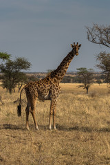 Giraffe in der Serengeti