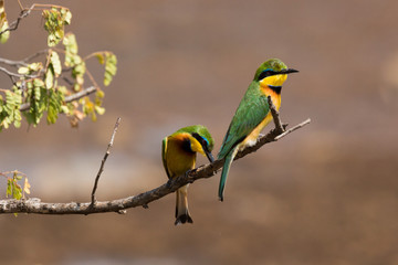 Bienenfresser in der Savanne