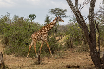 Giraffe in der Savanne