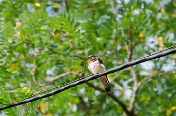 chick swallow is sitting on the wire against the background of green leaves