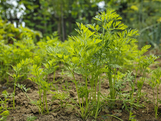 parsley leaves in a vegetable garden