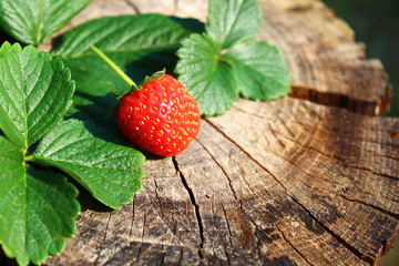 Erdbeere und Erdbeerblätter