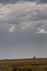 Obraz na płótnie Canvas Serengeti