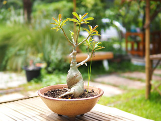Dwarf plant decoration in the garden