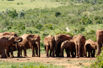 Elephant family standing together