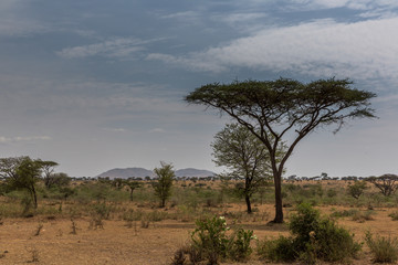 Fototapeta na wymiar Akazie - Serengeti