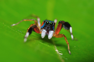 beautiful of colorful jumper spider 