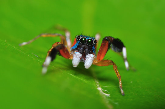 beautiful of colorful jumper spider  - Powered by Adobe