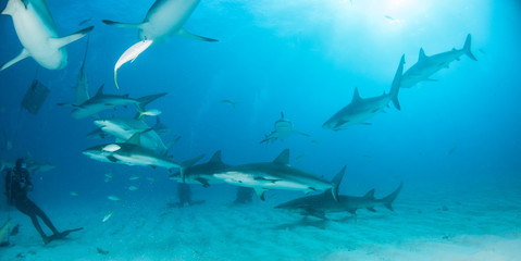 Caribbean reef shark