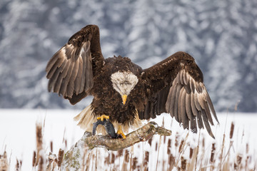Beautiful Bald Eagle on a branch with caught fish. Cold, freezing, snowing are typical perfect...