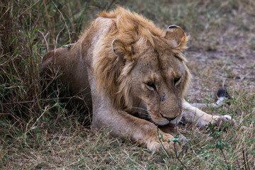 Fototapeta na wymiar Wilder Löwe - Serengeti