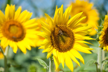 sunflower