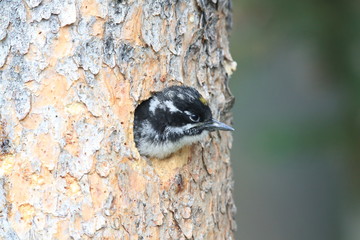Young Black Backed Woodpecker Canada 