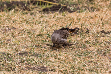 Wildtier in der Serengeti