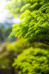 Natural floral fern background in sunlight.