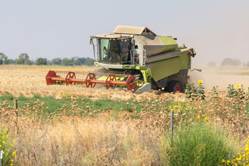 Obraz premium Harvester collecting wheat in summer