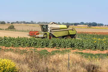 Fototapeta premium Harvester collecting wheat in summer