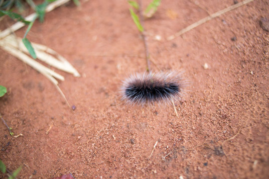 caterpillar to butterfly