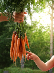 Curious child picks on a bundle of carrots