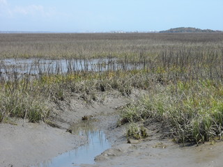 The Marsh