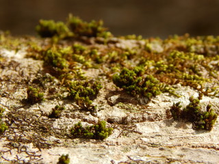 Moss on a Log