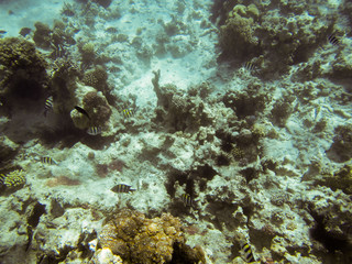 Riff vor Sansibar