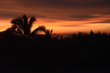 Obraz na płótnie Canvas Orange Jungle Sunset