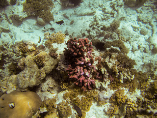 Naklejka na ściany i meble Korallenriff - Unterwasser