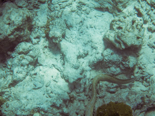 Seeschlange im Korallenriff