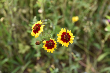 Gaillarde jaune et rouge