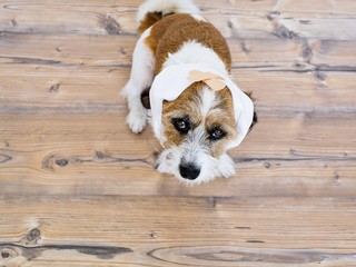 Hund mit Pflaster und Mullbinde um den Kopf gewickelt, Erste Hilfe, Verletzung, Tierarzt, kranker...
