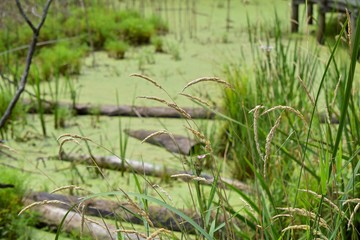 landscape swamp grasses at Ohio marsh blurred background with logs and green