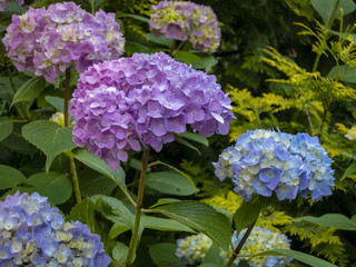 Macro of multicolored pink and blue flowers of hydrangea macrophylla against the background of the flowering bush of hydrangea