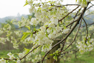 Wild Himalayan Cherry is Beautiful White and rare.