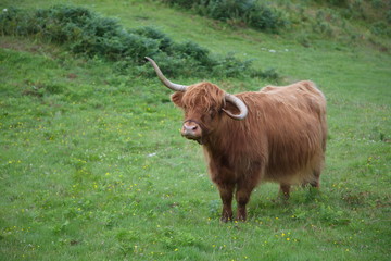 Isle of Skye highlands cattle