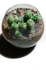 Small indoor cactus plant growing out of potting soil in glass bowl